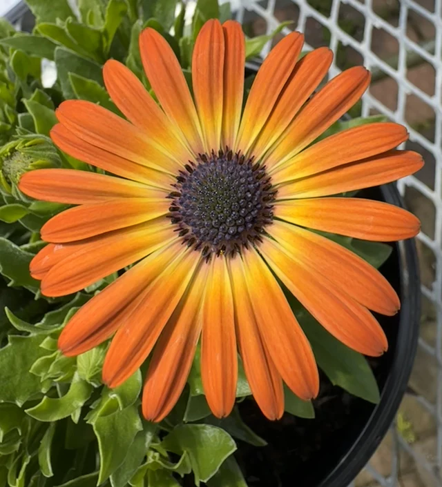 Cape Daisy with purple and white bi-colored petals